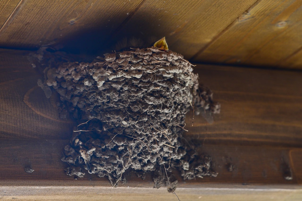 Как правильно помогать птенцам, выпавшим из гнезда