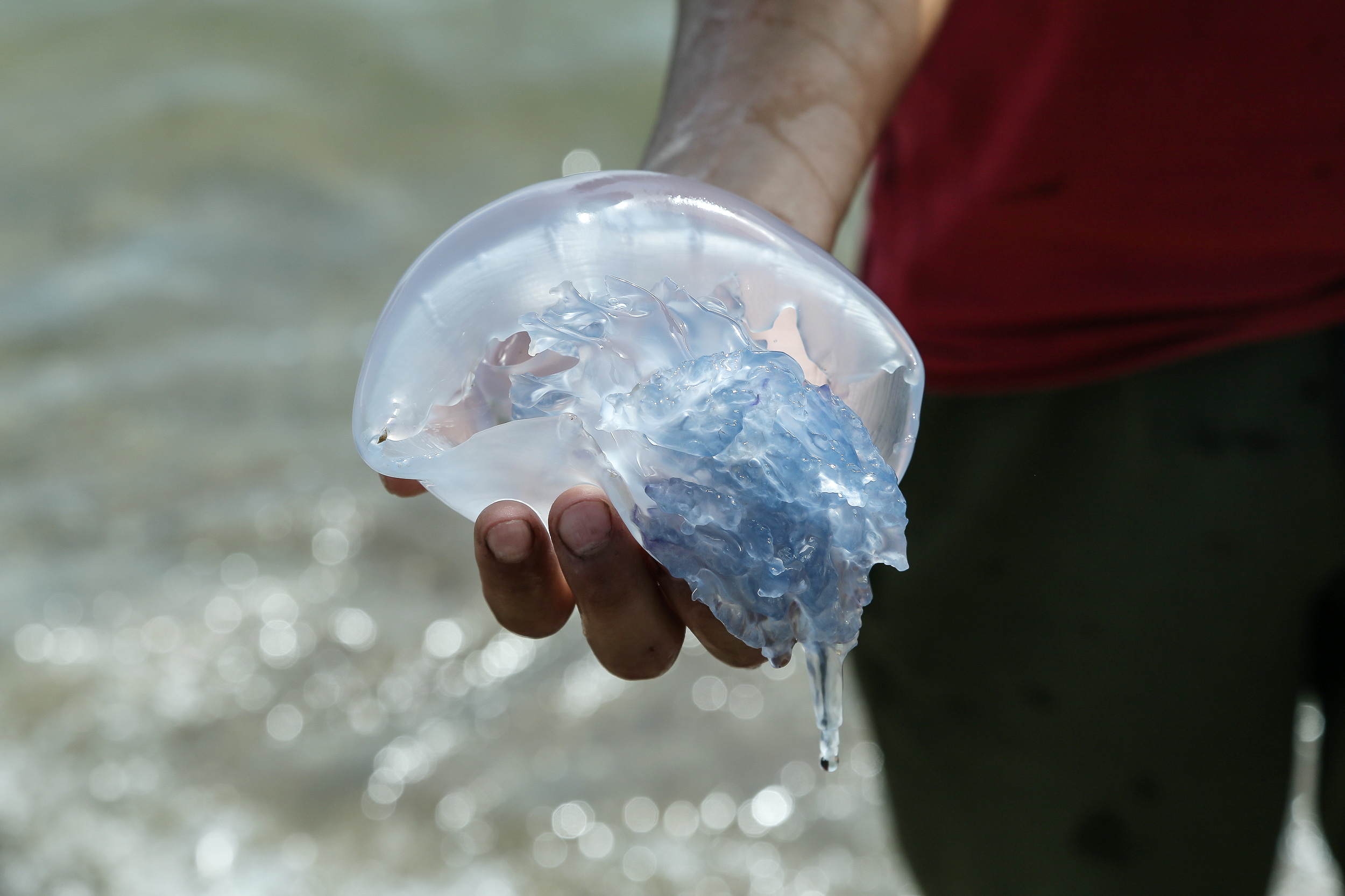 Крымские учёные предложили технологию засолки медуз