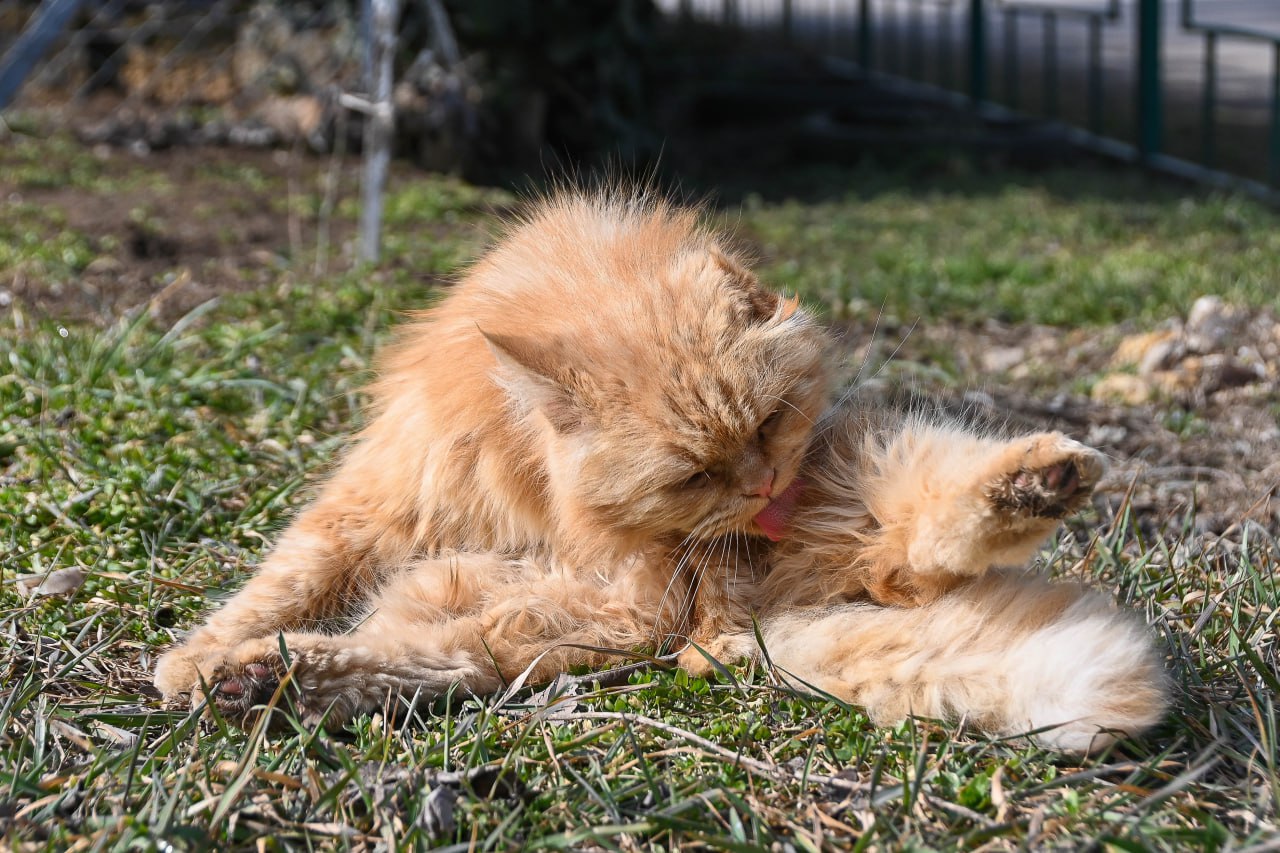Расшифровываем кошачий язык: как понять, чего хочет котик