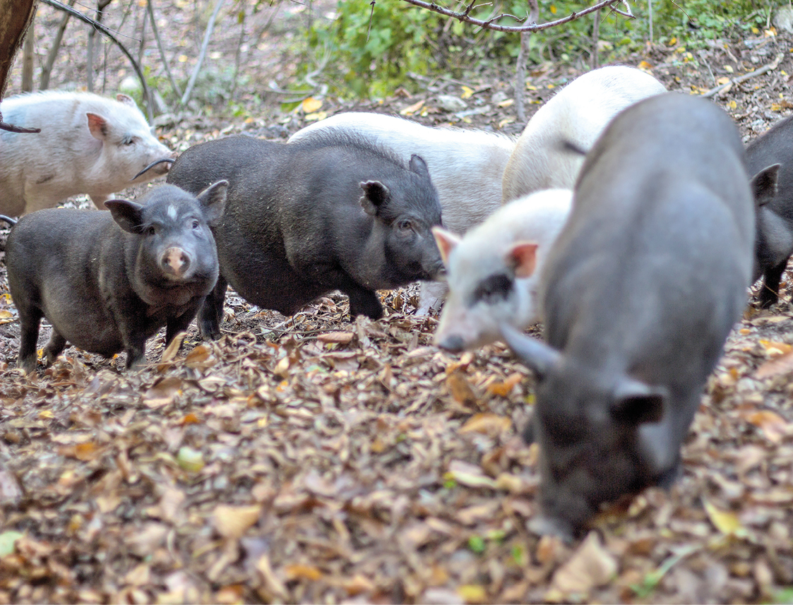 Как себя вести при встрече с диким животным
