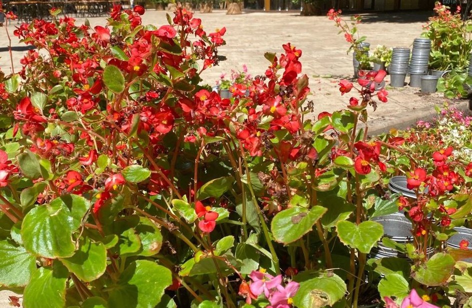 Тысяча бегоний украсили парк имени Гагарина в Симферополе