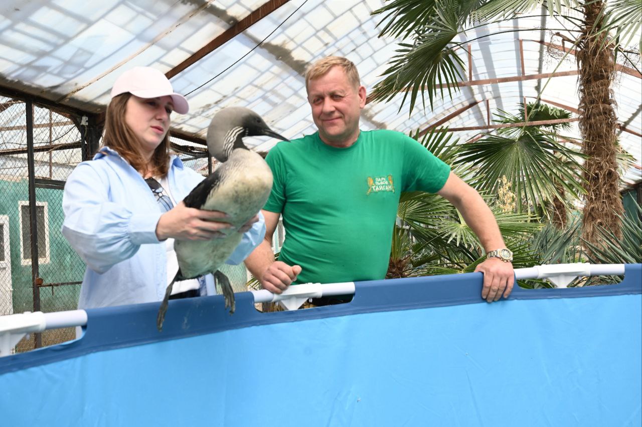 В Крыму лев напал на директора сафари-парка «Тайган»: Зубков в реанимации