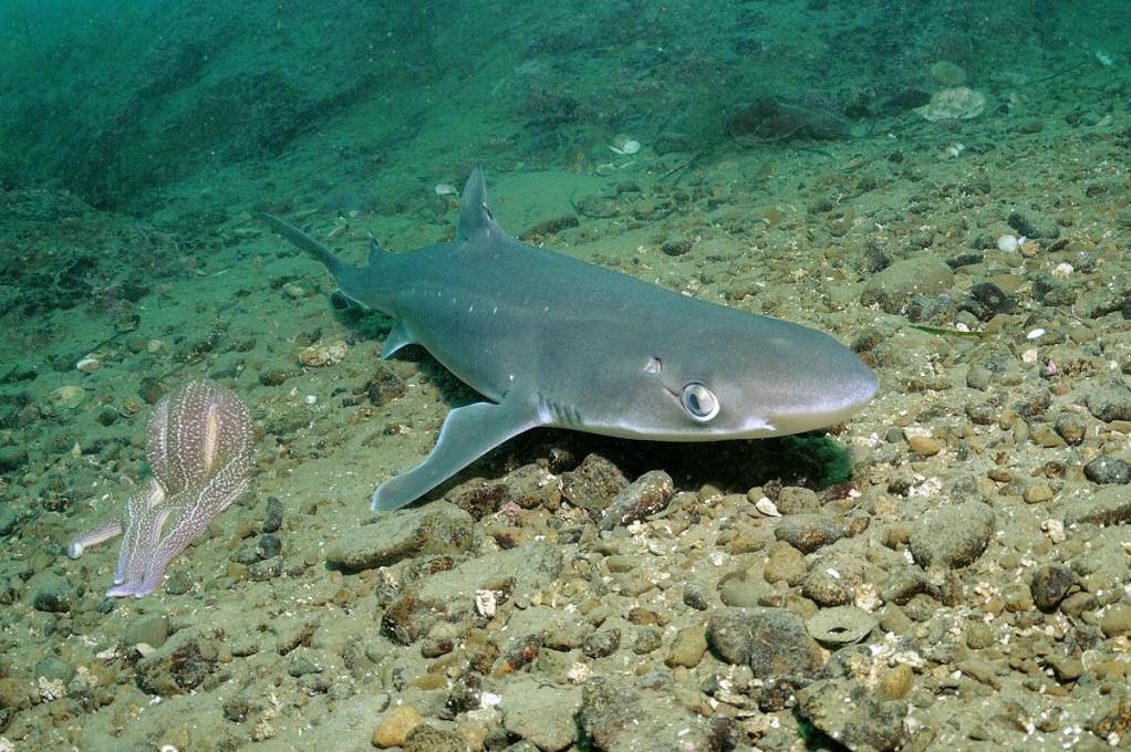 Заход акулы в Азовское море: есть ли повод для опасений