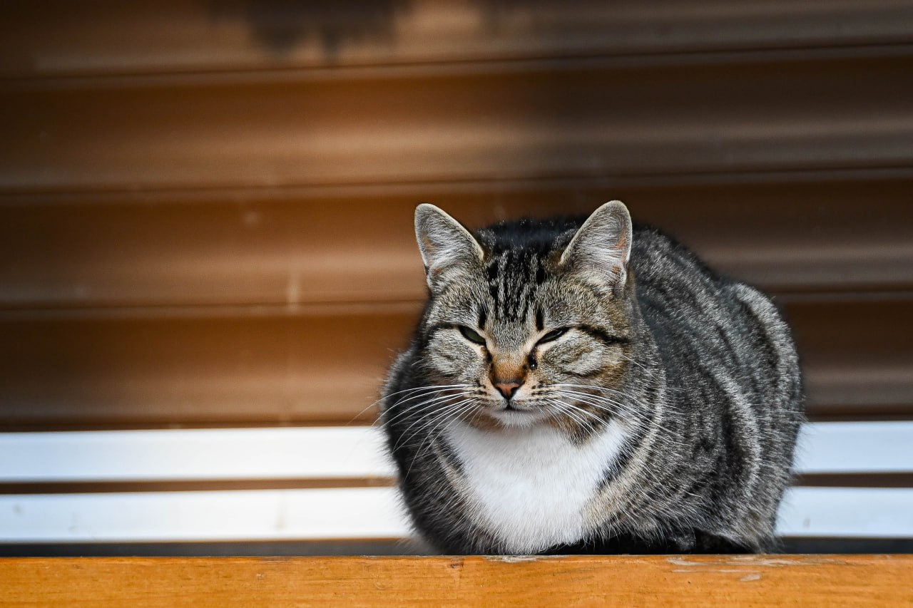 Погода 31 июля: днём до +32