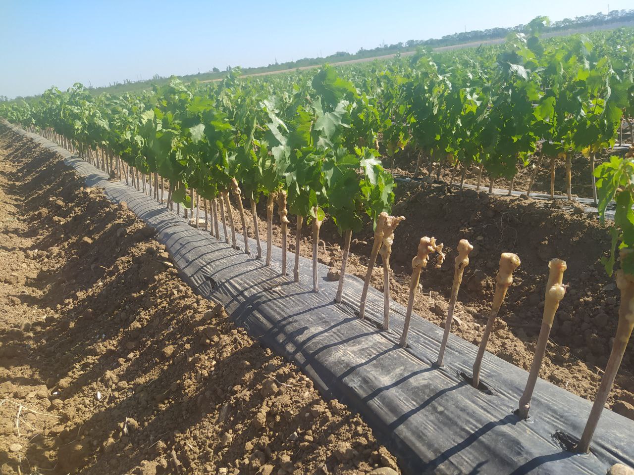 В Крыму делают ставку на безвирусное виноградарство