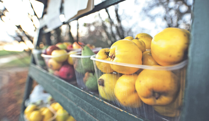 Айва раздора: почему диетологи советуют есть «золотые яблоки»