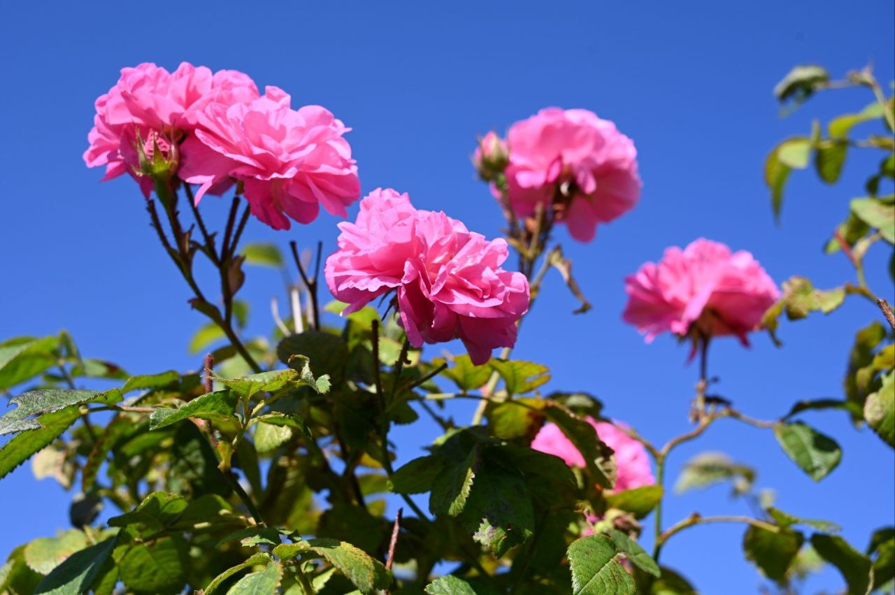 Сбор урожая чайной розы начался раньше на две недели