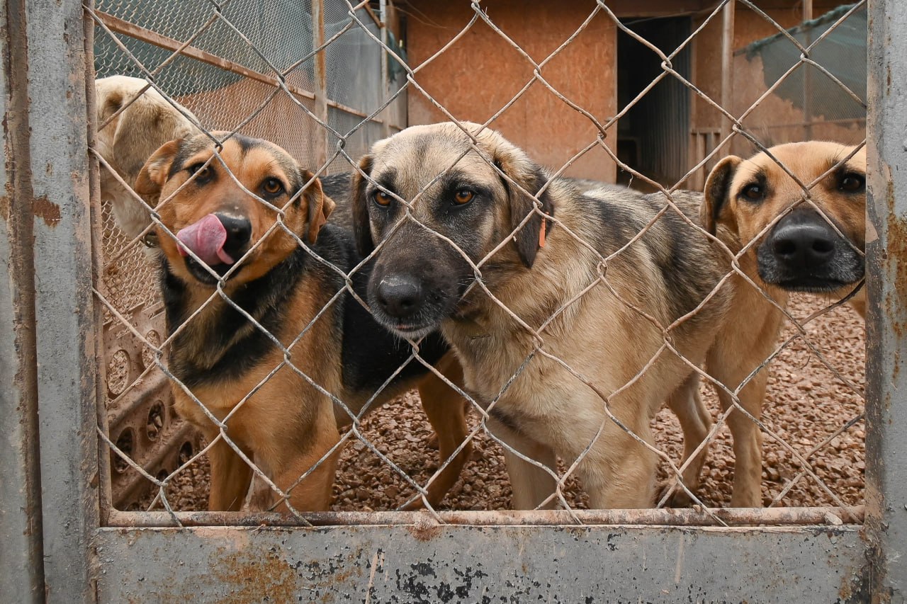 В Симферопольском районе появится приют для бездомных собак