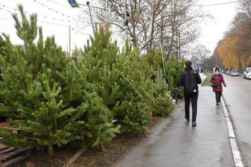 В Симферополе будут работать 24 ёлочных базара: адреса