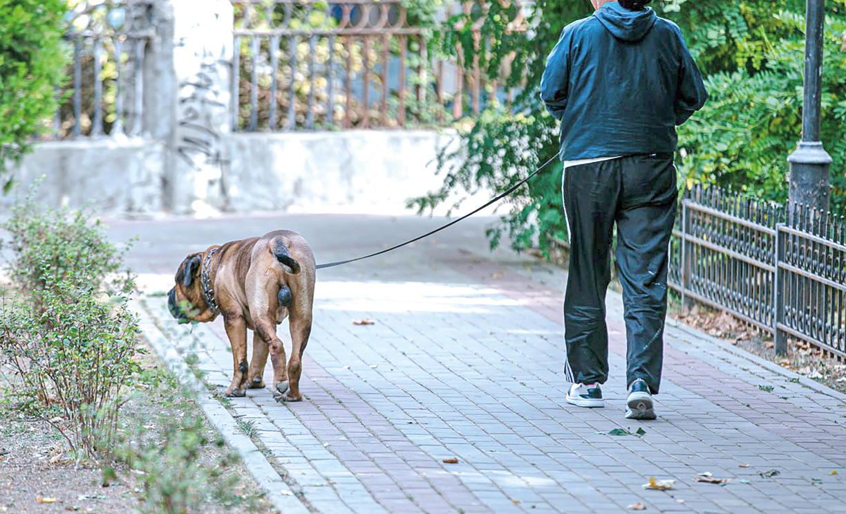 Владельцев бойцовских собак могут внести в реестр и заставить сдавать экзамены
