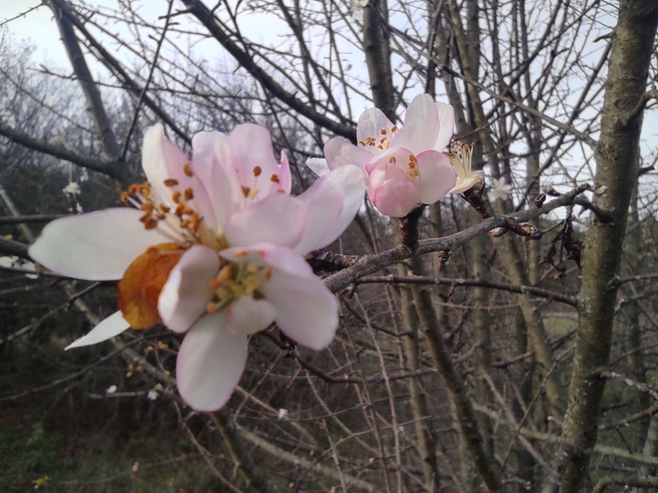 Сады проснулись: как аномальные температуры ноября повлияют на урожай в Крыму