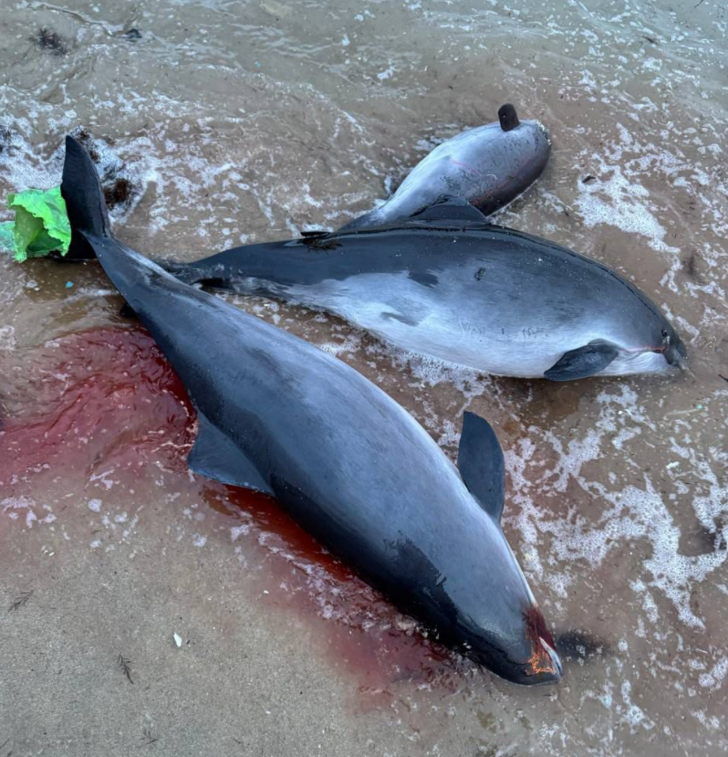 У берегов Чёрного моря обнаружены ещё одиннадцать мертвых дельфинов