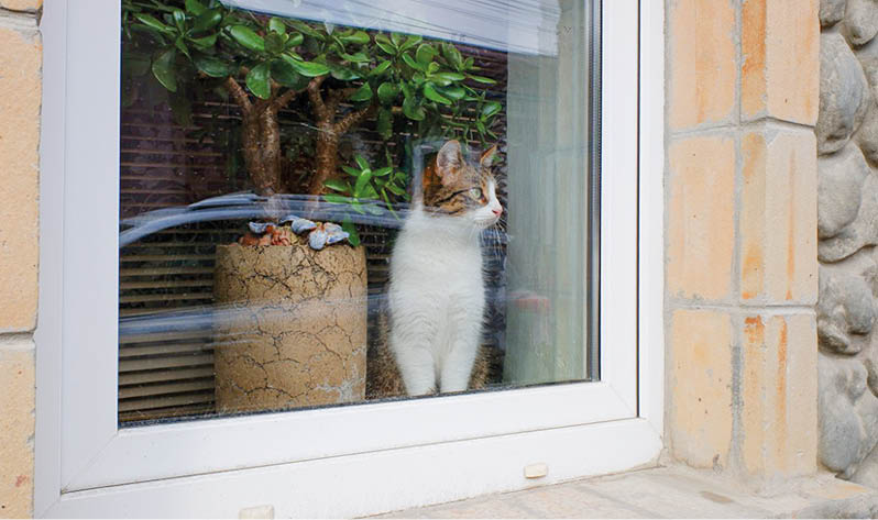 Тилландсия и крассула: какие комнатные растения цветут осенью