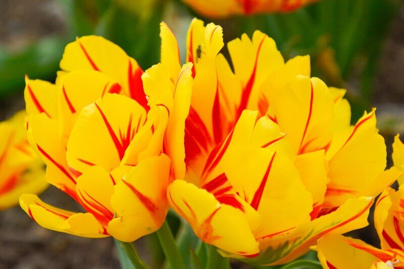 Большую Ялту украсят 30 тысяч тюльпанов