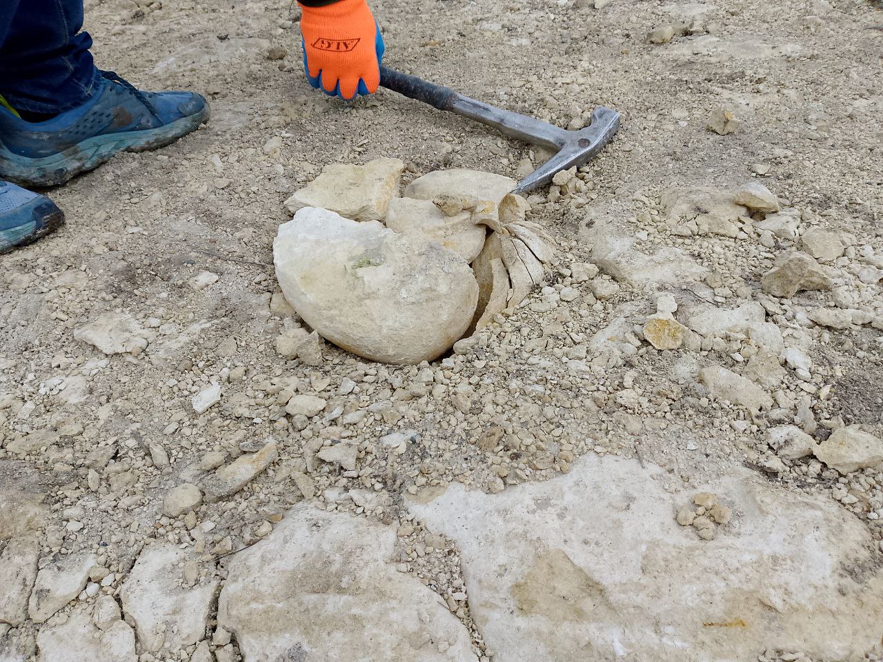 В Симферополе нашли древнюю улитку