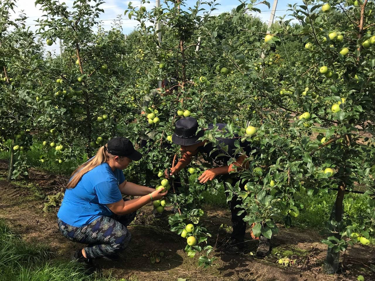 Студенты помогли собрать урожай яблок в Крыму