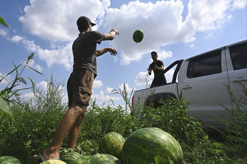 В Крыму начался сбор арбузов