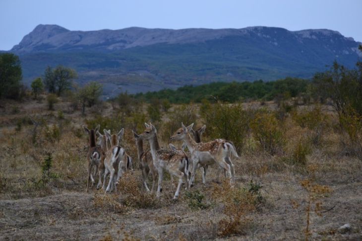 Оленей стало больше, а кабанов - около 150: в Крыму подвели итоги учёта охотничьих животных