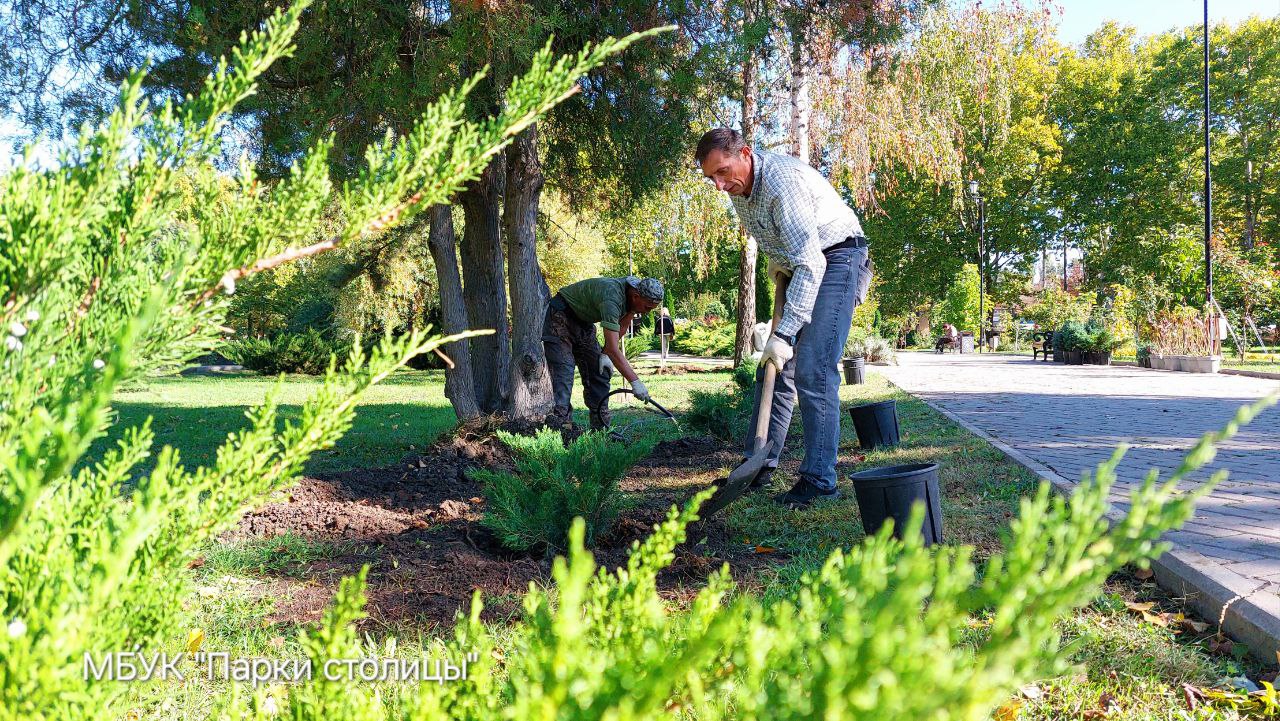 В Гагаринском парке Симферополя высадят 30 можжевельников