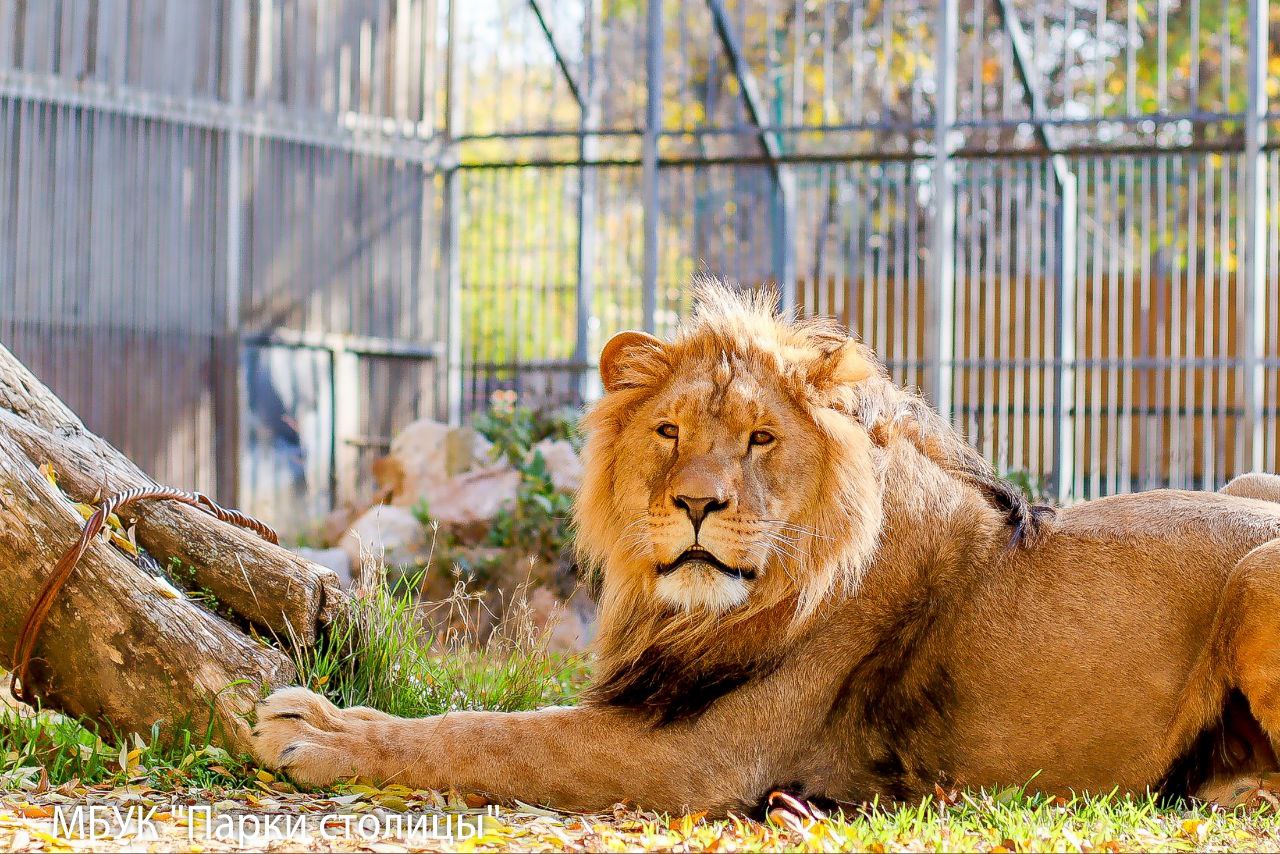 Лев Ромео переехал из ставропольской тесной квартиры в симферопольский зооуголок