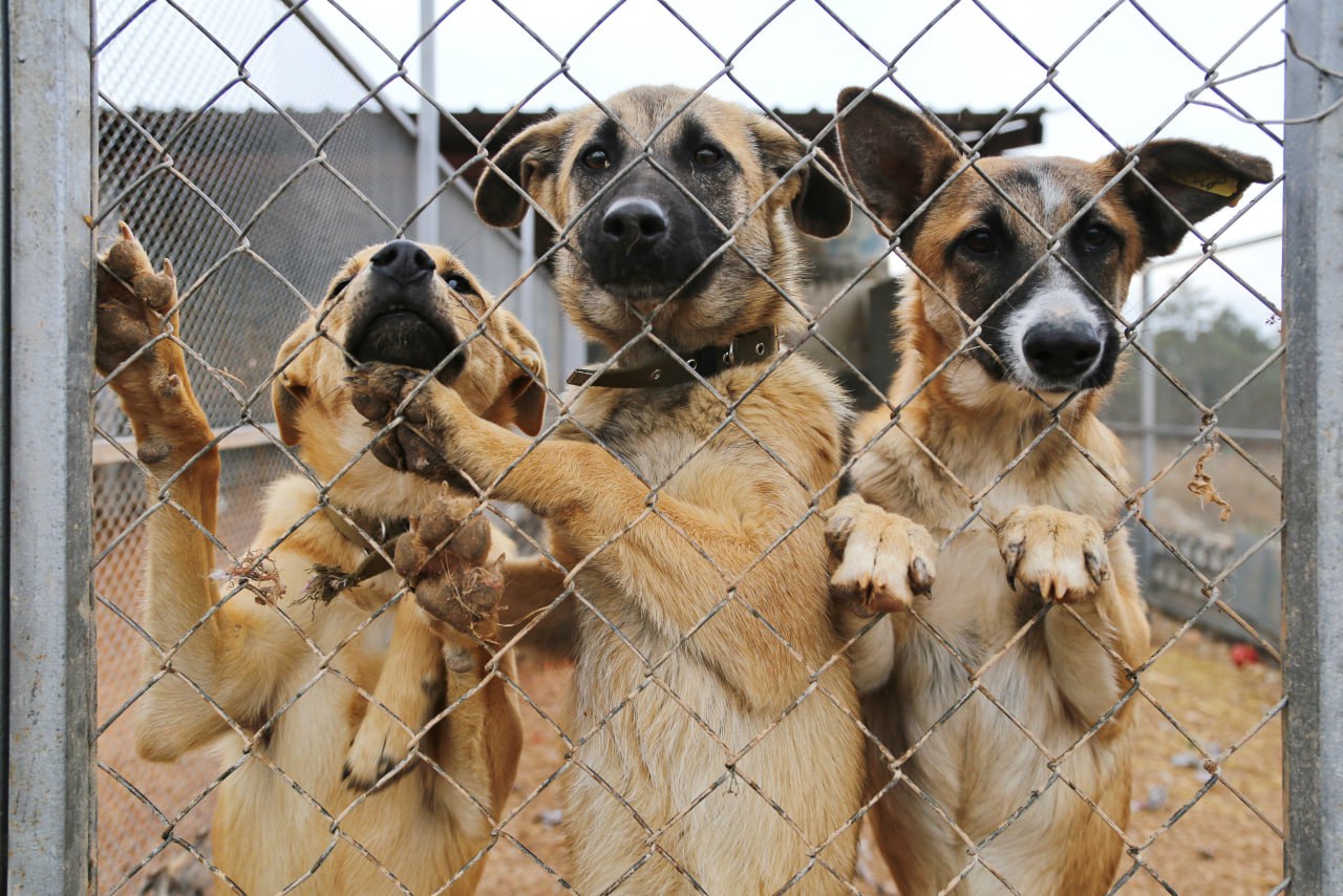 В Крыму за год стерилизовали почти 3000 собак 