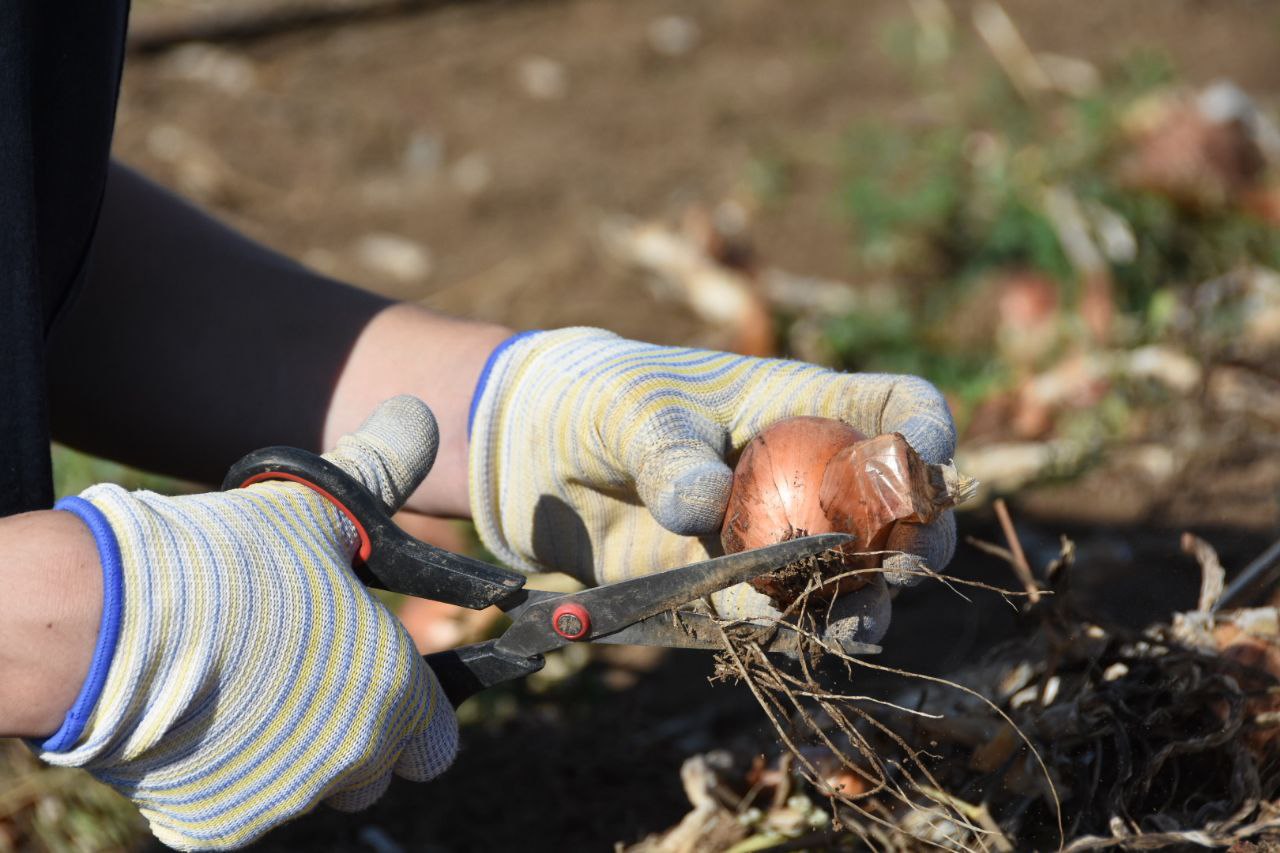 Стимулятор роста и отпугиватель вредителей: как приготовить удобрения из луковой шелухи