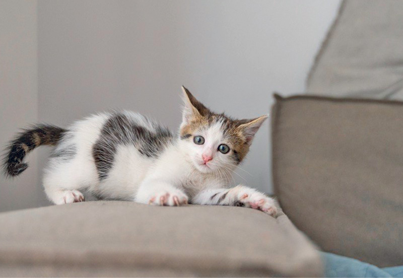 Ночные забеги, укусы и «ненависть»: как понять непредсказуемое поведение кошки