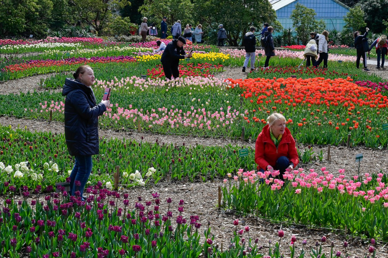 Тысячи цветов: в Никитском ботаническом саду готовятся к параду тюльпанов