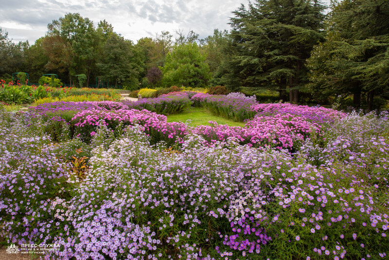 В симферопольском ботсаду началось массовое цветение астр