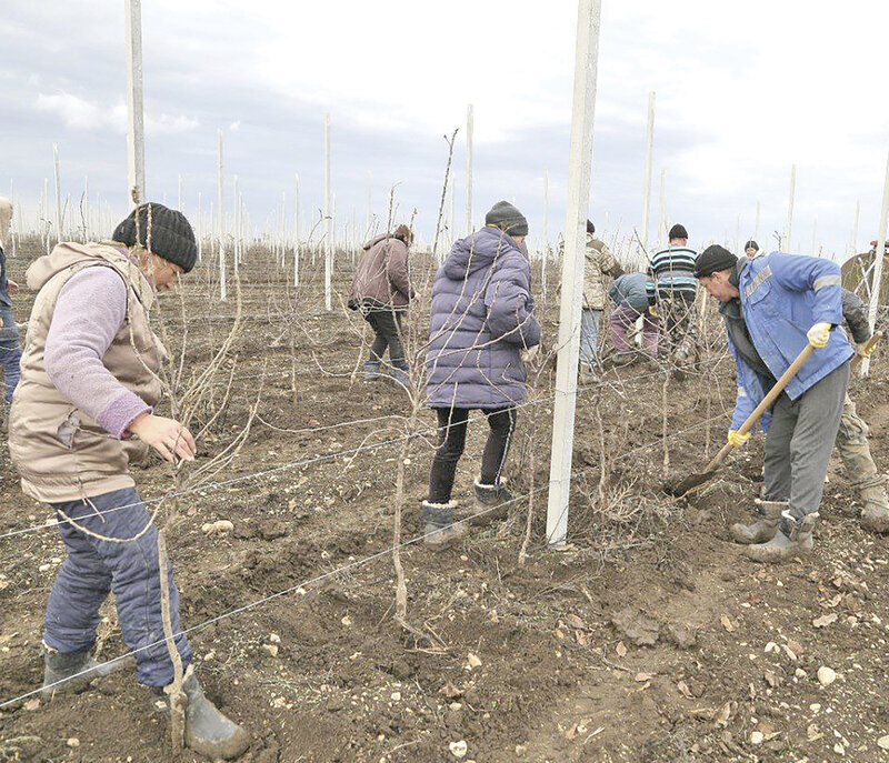 Предприятие из Крыма первым в России получило сертификат на производство органического жердела