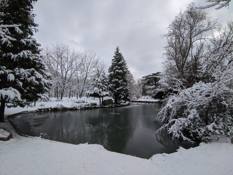 Долгожданная зима: заснеженный ботанический сад Симферополя на фото