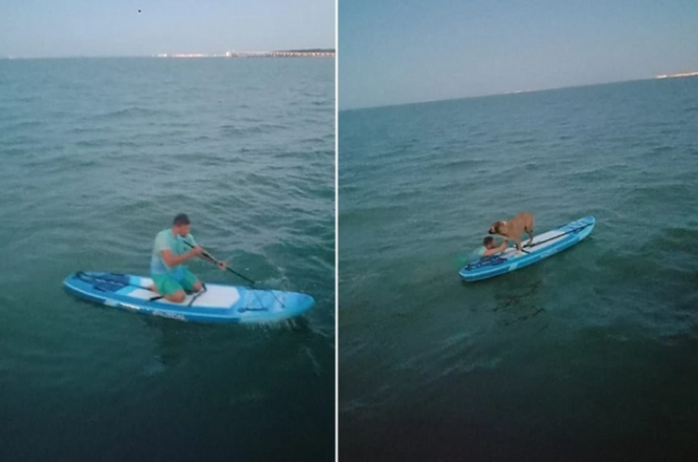 Собаку, попавшую в море в Керчи спас молодой военный