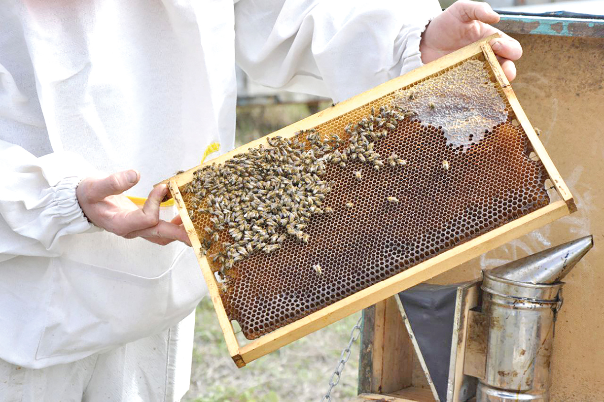 Признаки натурального: как выбрать вкусный и полезный пчелиный мёд и не нарваться на подделку