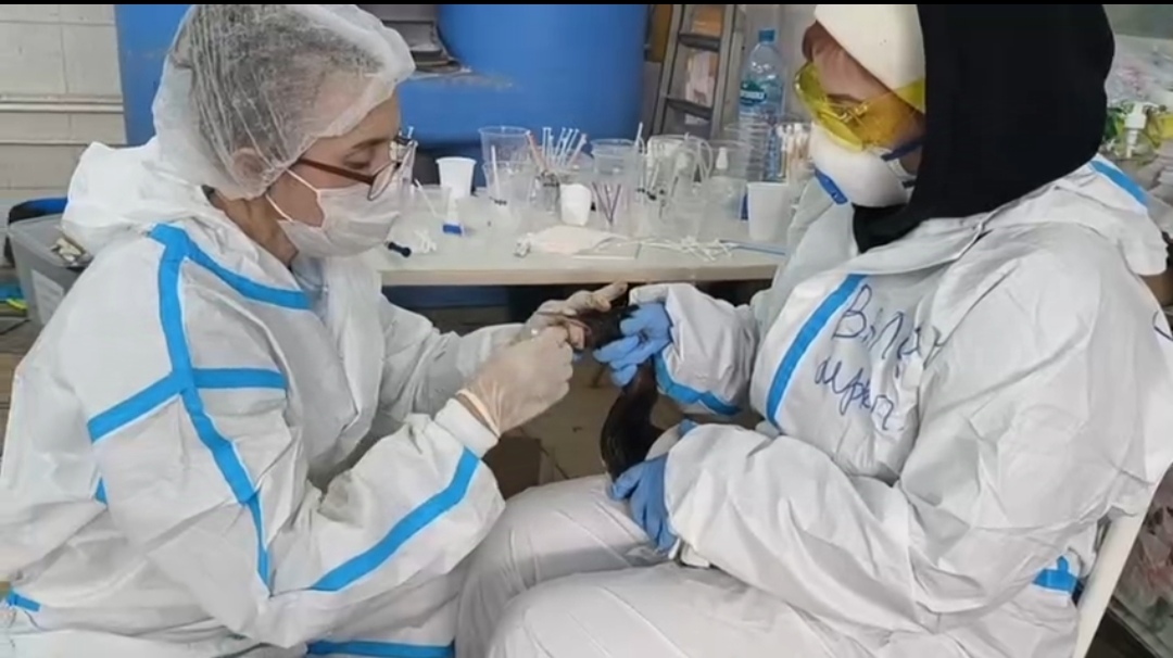 В Краснодарском крае спасли более 1.6 тысяч птиц после разлива мазута 