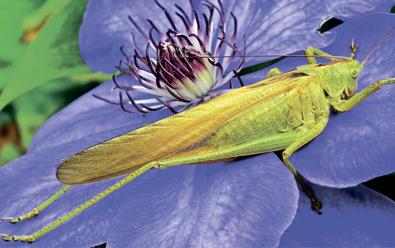 Бабочки в животе: почему всё чаще в продукты питания добавляют насекомых и как найти их в составе
