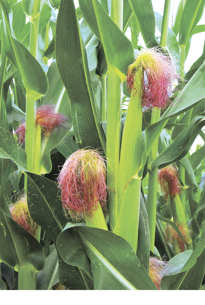 Полную "библиотеку" всех генов кукурузы создали учёные России