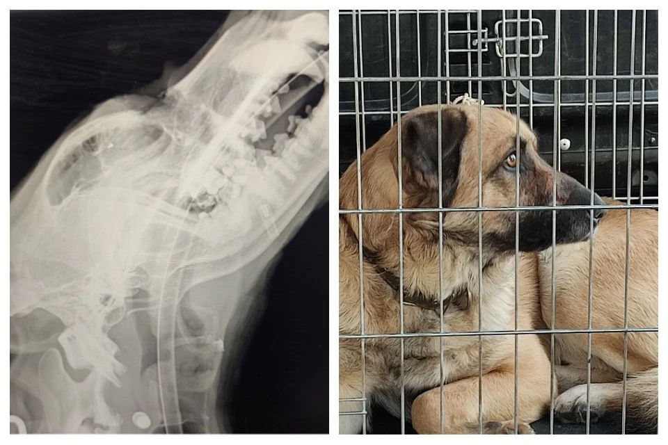 Крымский волонтер спас умирающую дворняжку после обстрела в Херсонской области