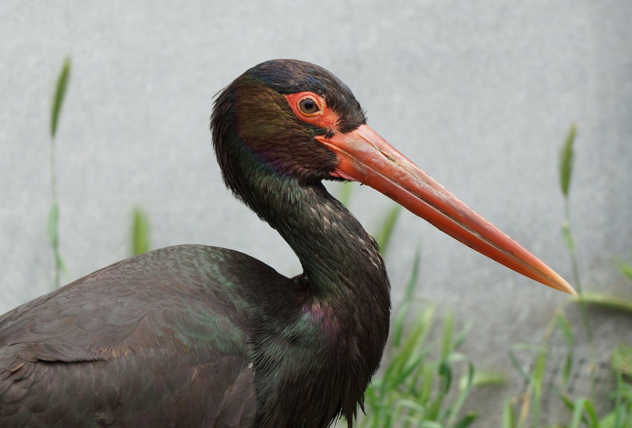 В Крыму заметили редкого чёрного аиста