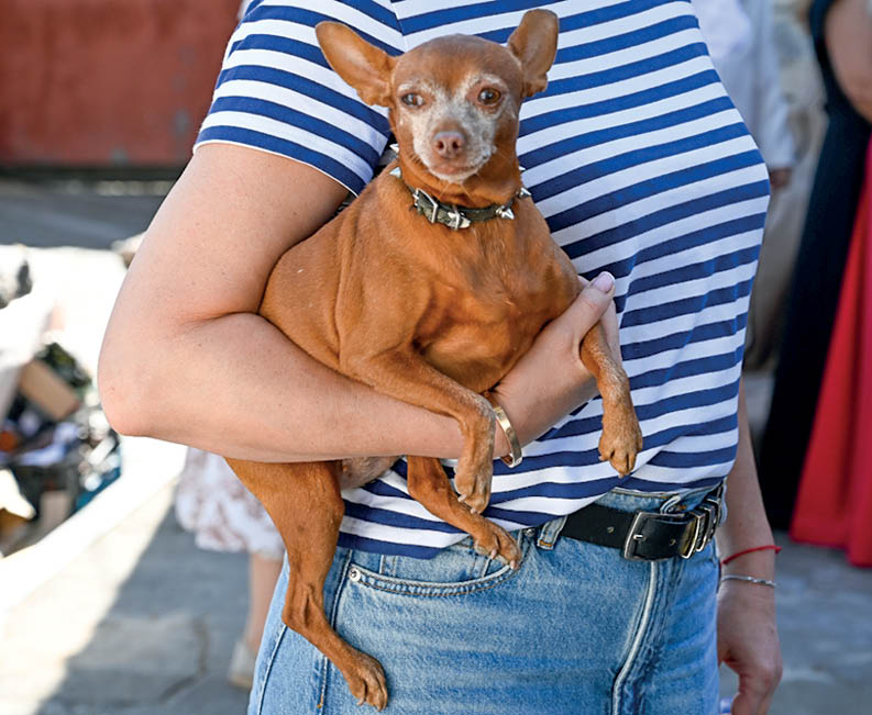 Почему маленькие собаки становятся популярными среди крымчан