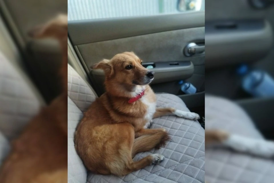 Семейная пара потеряла собаку, пока стояла в пробке перед Крымским мостом