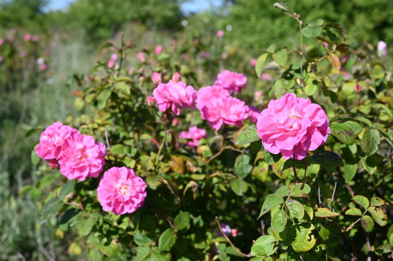 Технология и процесс создания розового масла в Крыму