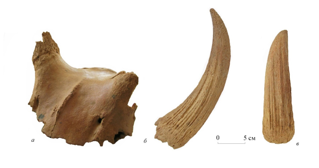 В Крыму нашли уникальные останки этрусского антилопоподобного быка