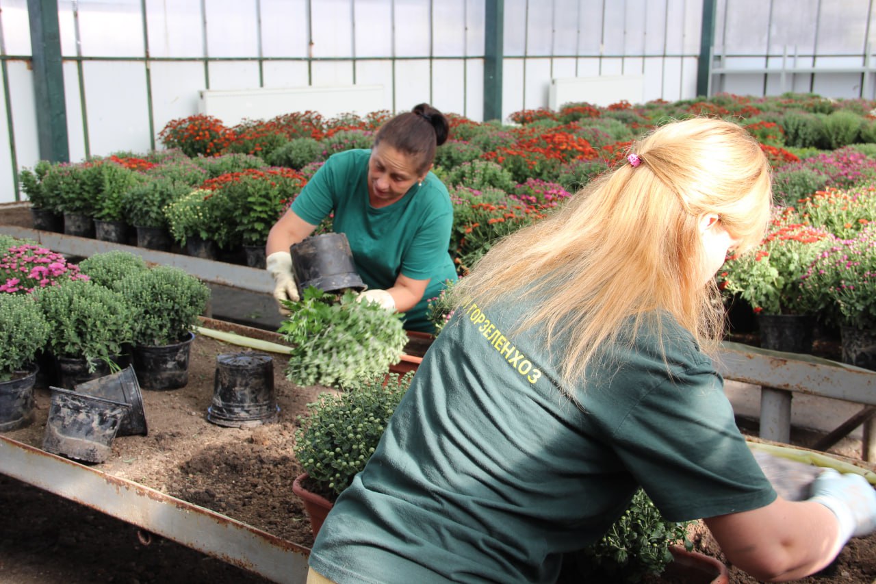 В Симферополе высадят 5 тысяч кустов хризантем