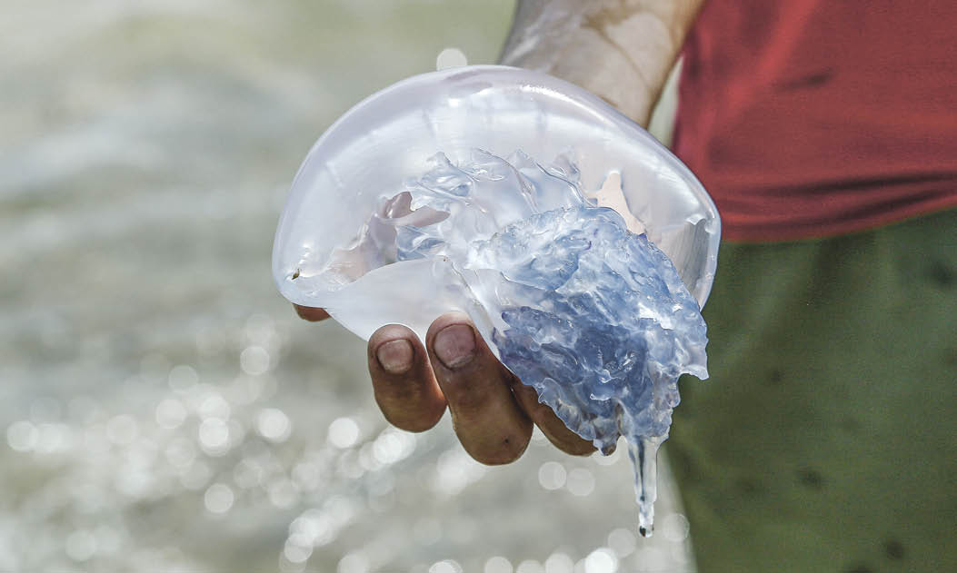 Почему медузы атакуют пляжи Крыма: мнение экспертов