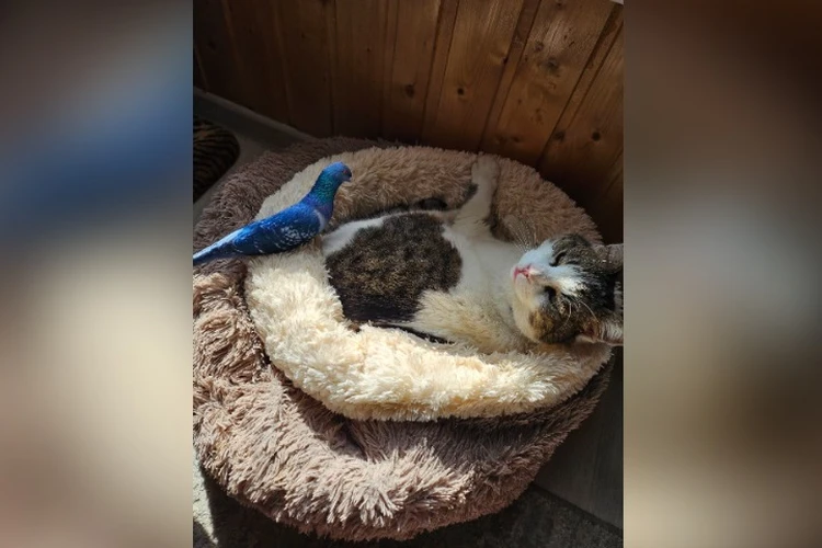 Волонтёры рассказали, когда кошку Мусю из «Ласточкиного гнезда» выпишут из ветклиники и где она будет жить