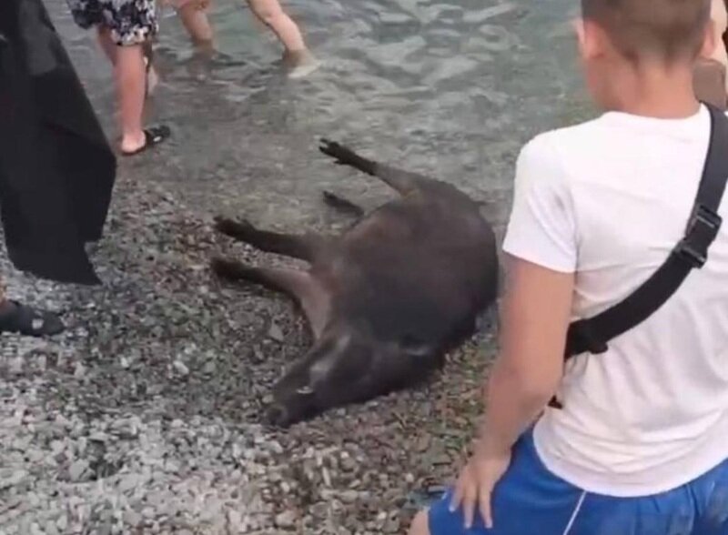На побережье Ялты вынесло тушу кабана 