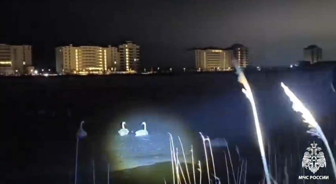 Спасательная операция МЧС лебедей на озере Сасык-Сиваш: проверьте факты перед тревогой