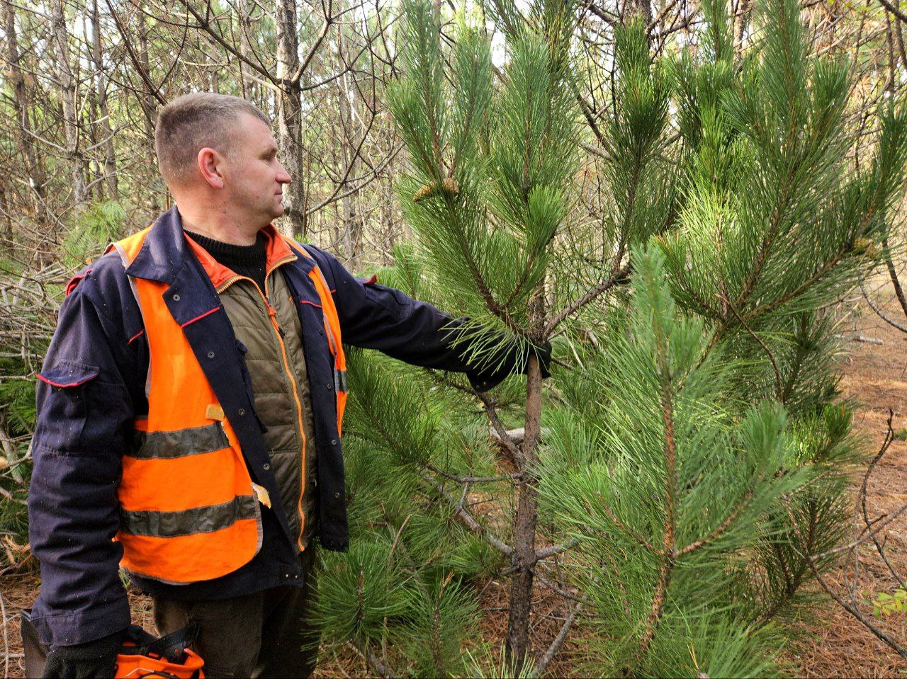 В Крыму заготавливают ели к Новому году: сколько будет стоить хвойное дерево, выращенное на полуострове
