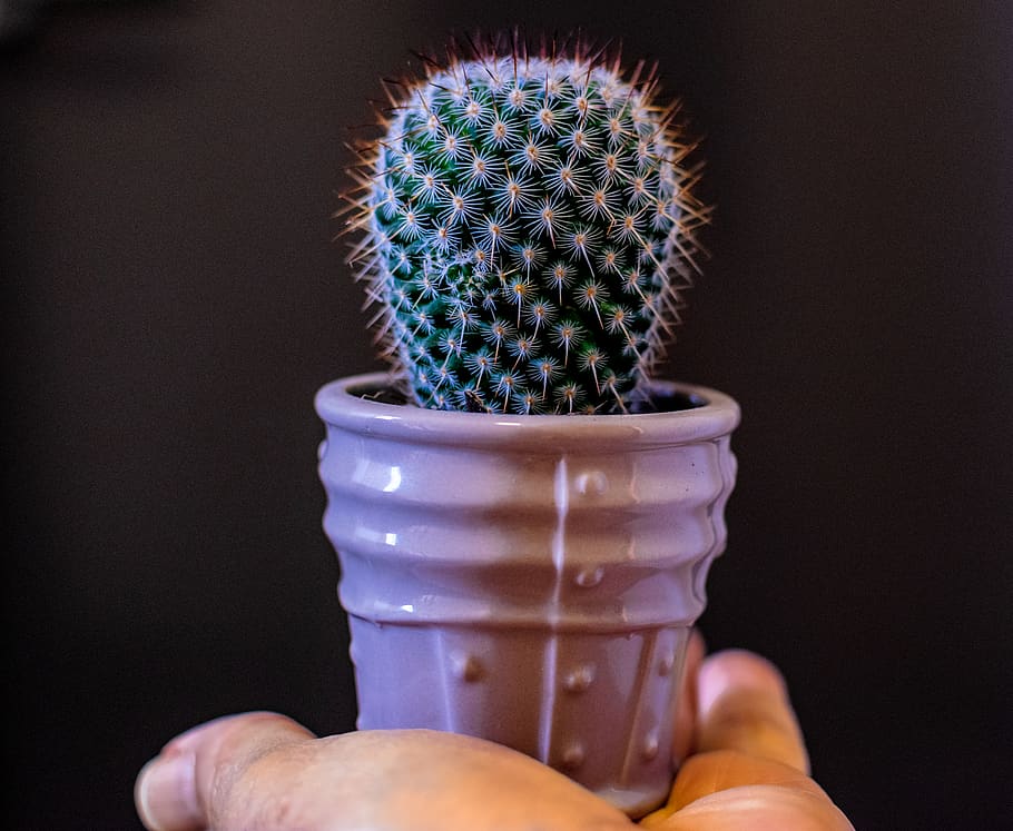 Сколько сердец у осьминога и долго ли кактусы могут жить без воды: рубрика интересных фактов