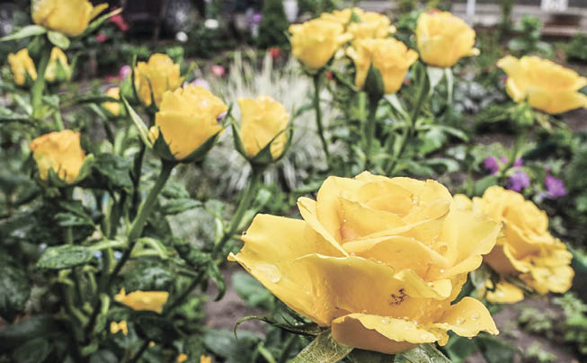 Как подготовить розы к зимовке и пышному цветению в будущем сезоне: советы специалиста